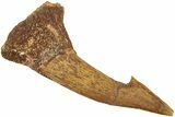 Fossil Sawfish (Onchopristis) Rostral Barb - Morocco #236102-1